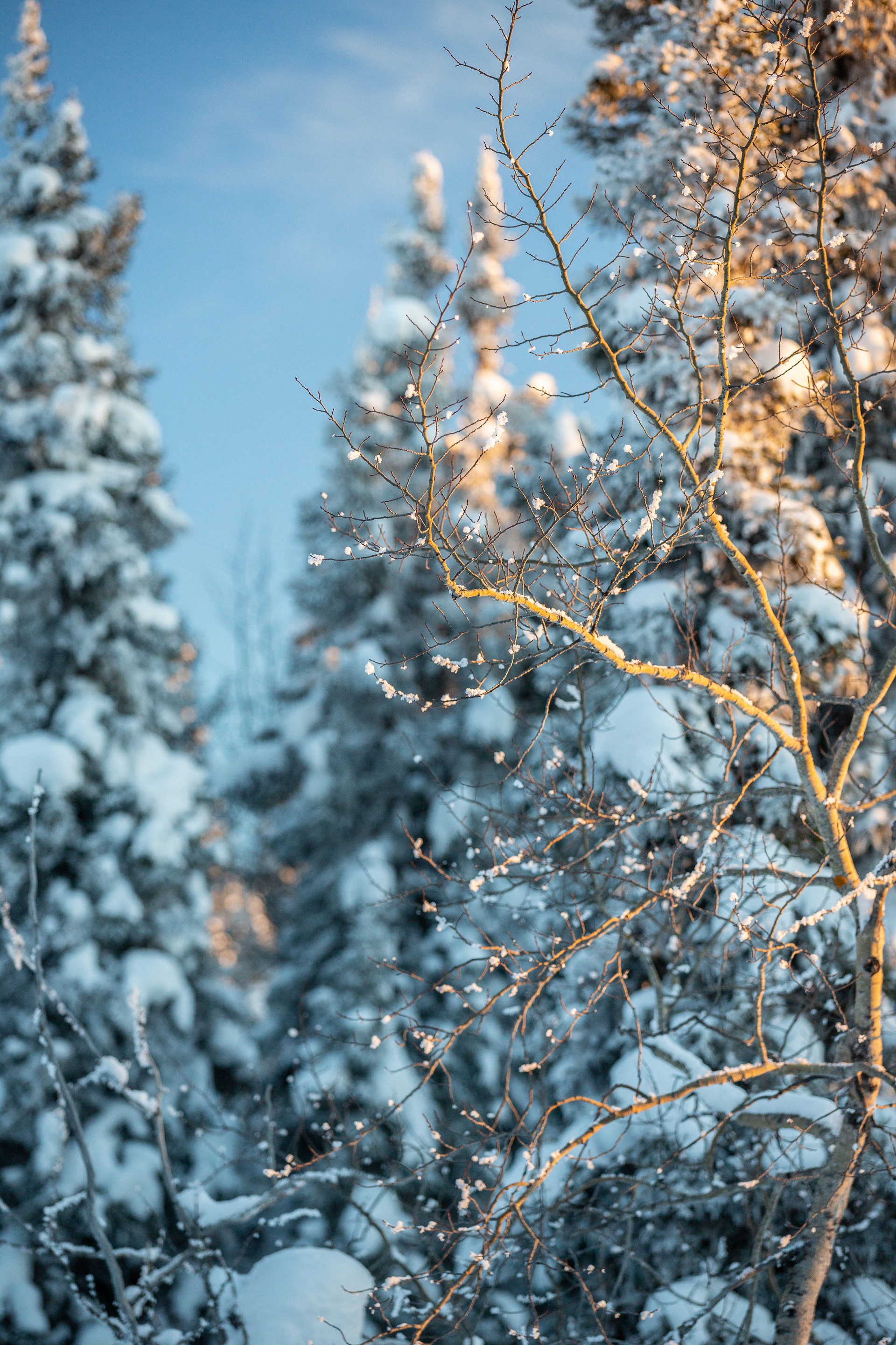 Sunlit snow-covered spruce trees