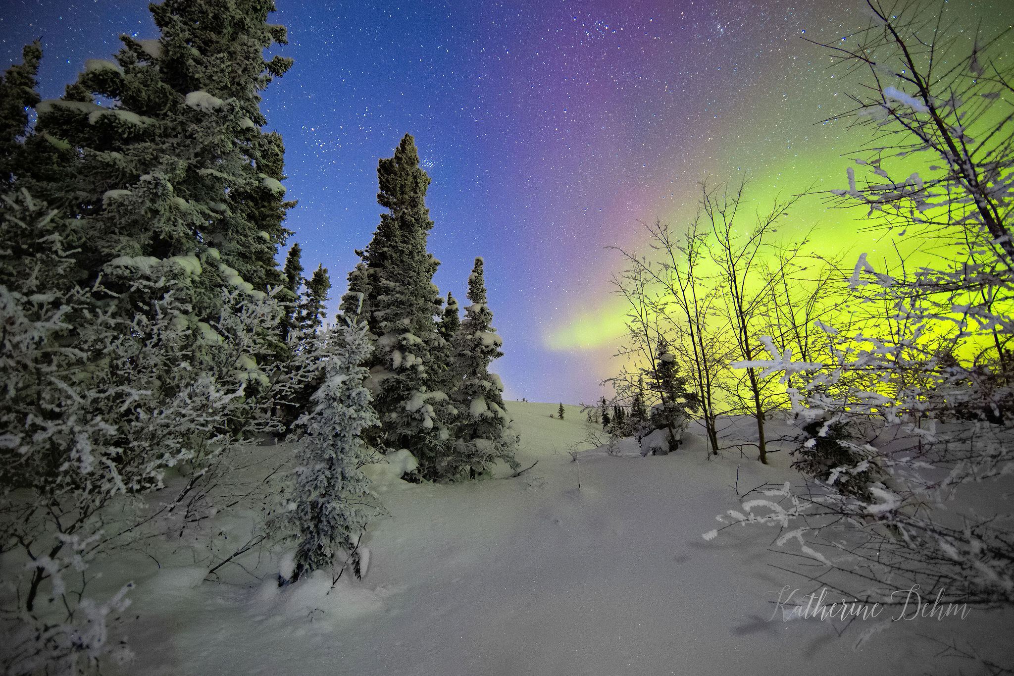 Northern lights over snow-covered spruce forest