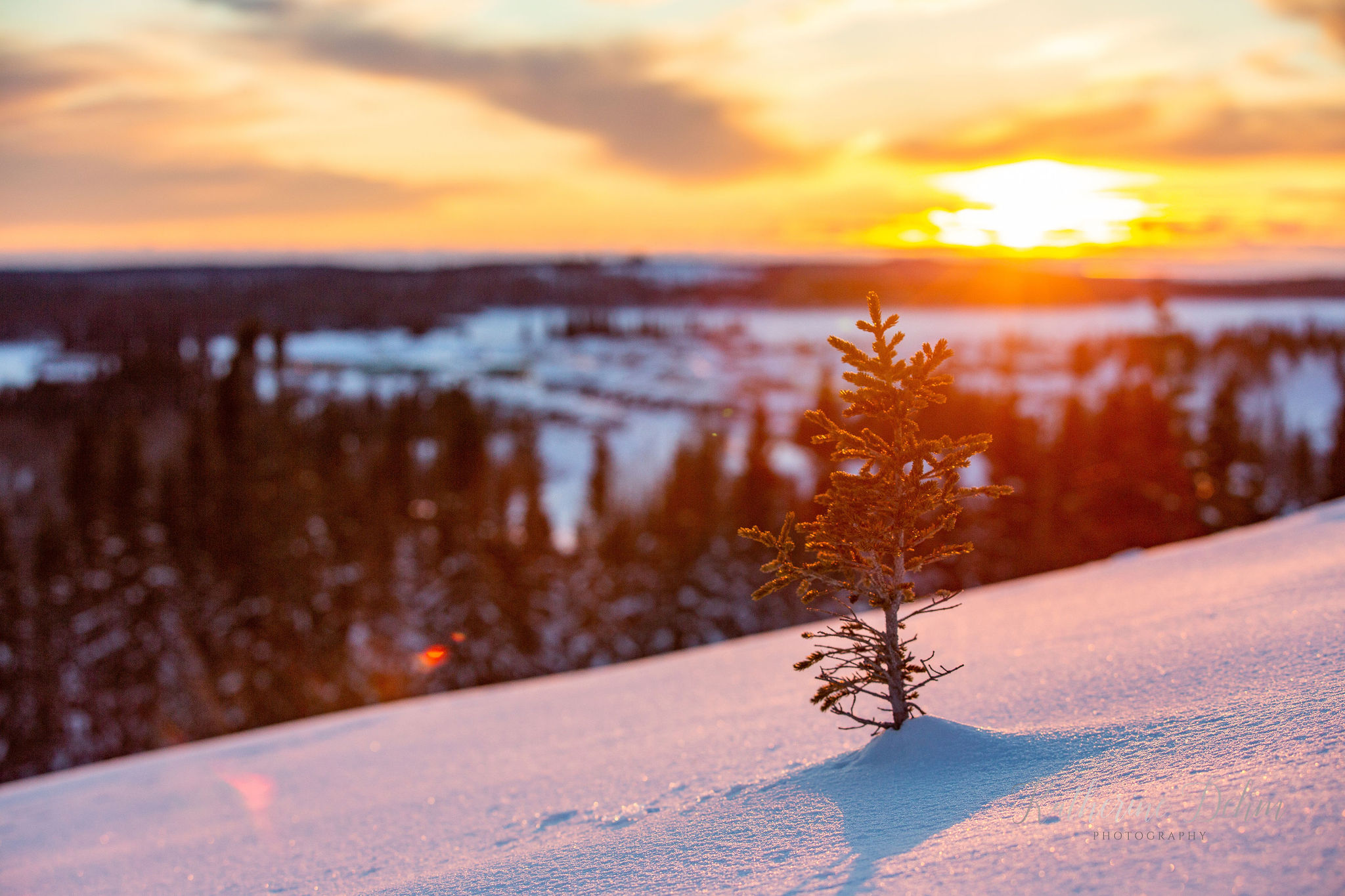 A young spruce on a snowy slope above Wemindji at sunset
